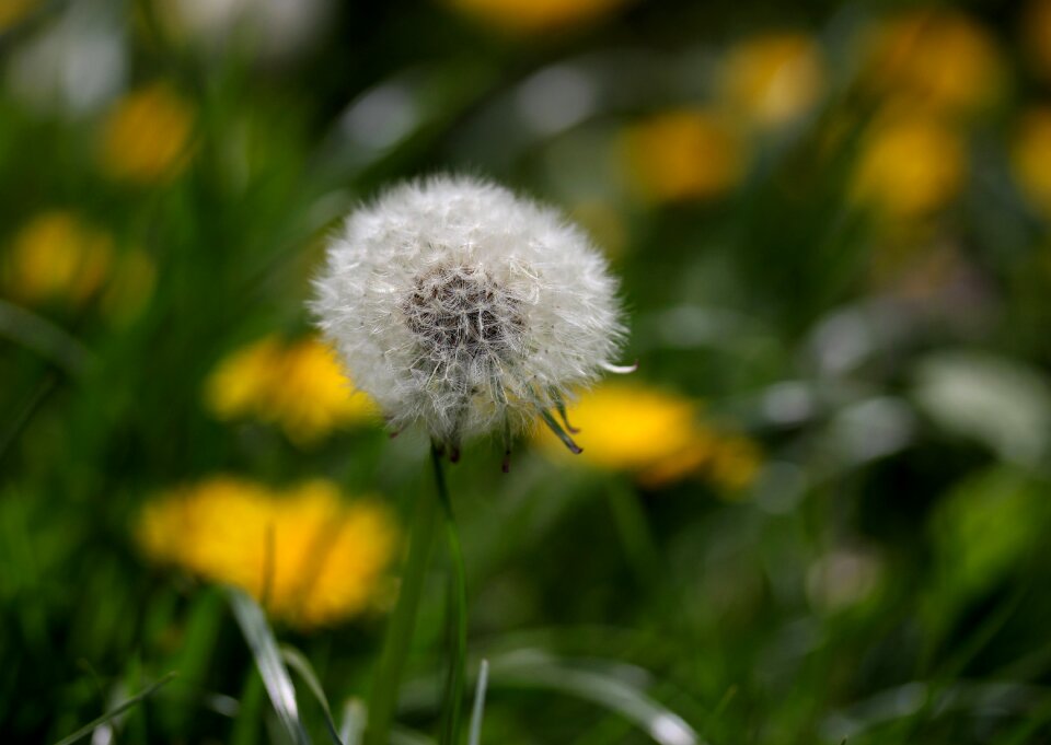 Flower spring garden