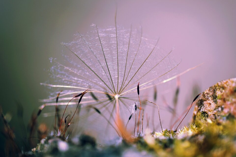Seeds pointed goatee close up