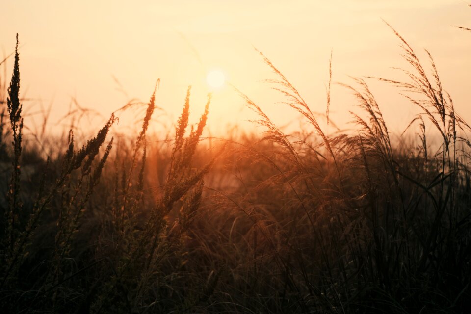 Landscape grass field