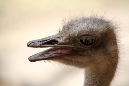 Ostrich strauss bird