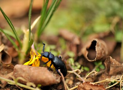 Animal world beetle black and blue blister beetles