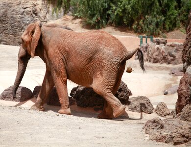 Animal zoo do business photo