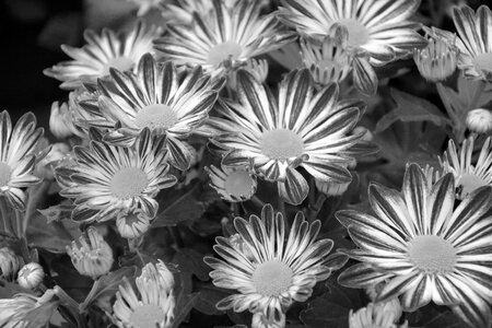 Petals flowers fall plant
