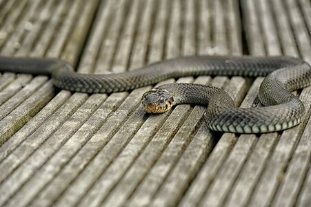 Animal world grass snake garden