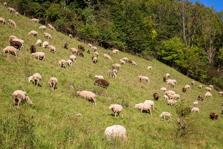 Schäfer wool flock photo