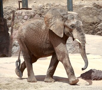 Proboscis zoo pachyderm photo