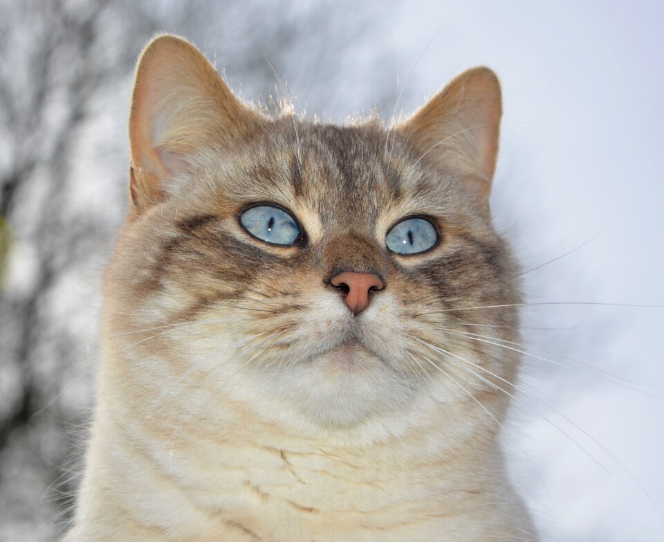 Whiskers look blue cute