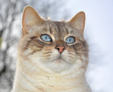 Whiskers look blue cute