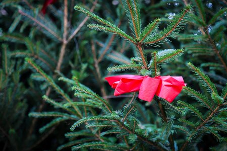 Fir tree christmas ornaments christmas tree photo