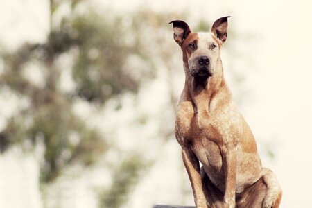 Pet outdoor bokeh photo