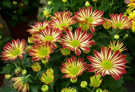 Toussaint garden petals