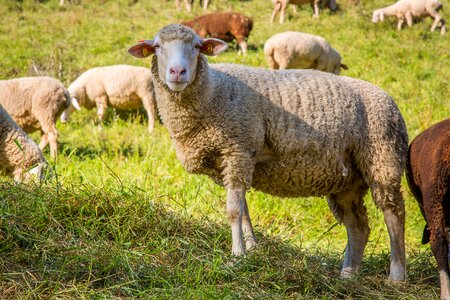 Schäfer wool flock