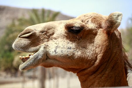 Desert sand camel riders photo