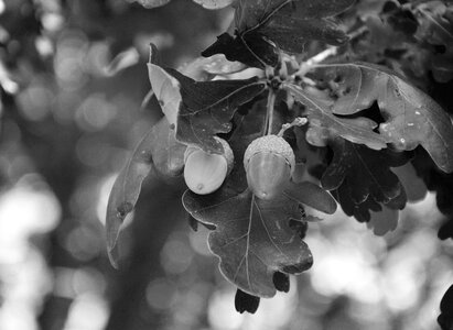 Tree nature garden