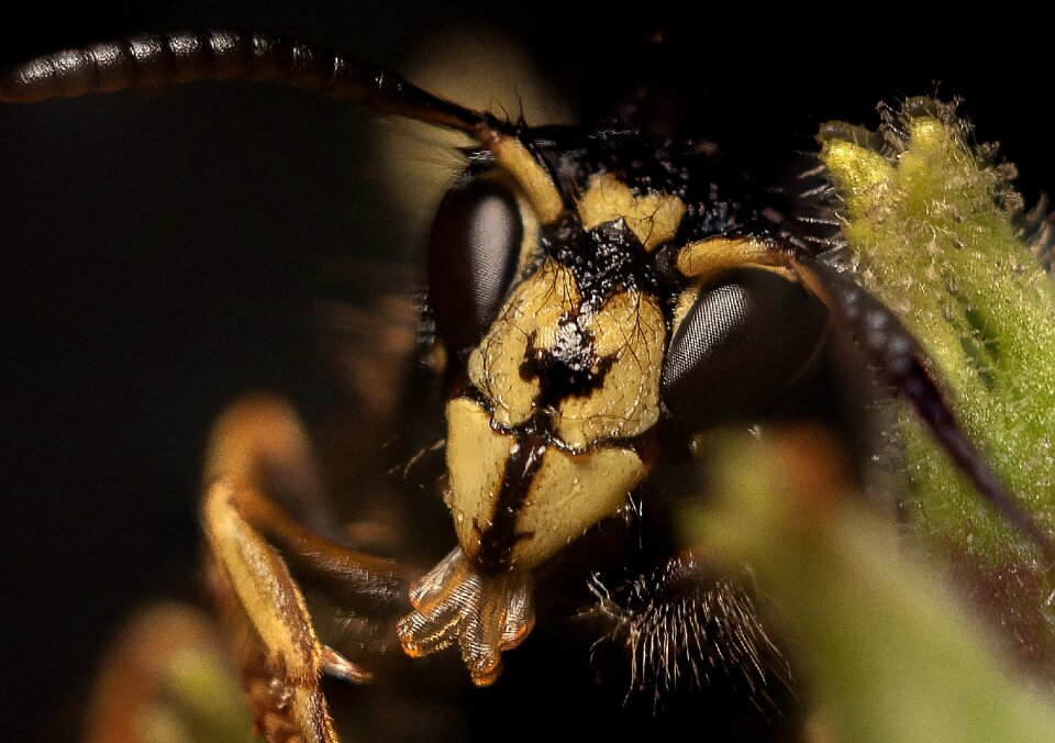 Close up animal macro