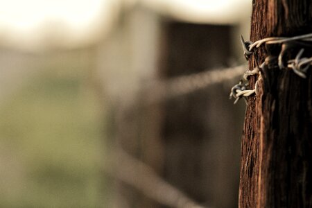 Wood blur thorn