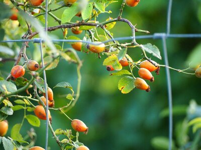 Nature plant autumn photo