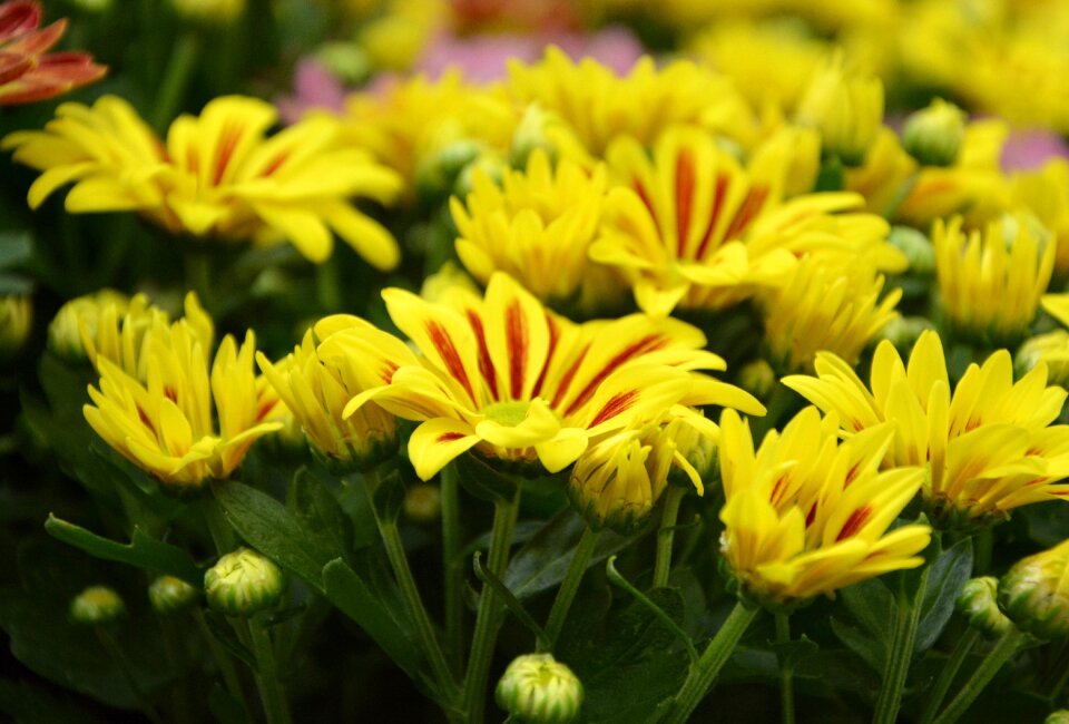 Parterre green foliage plant