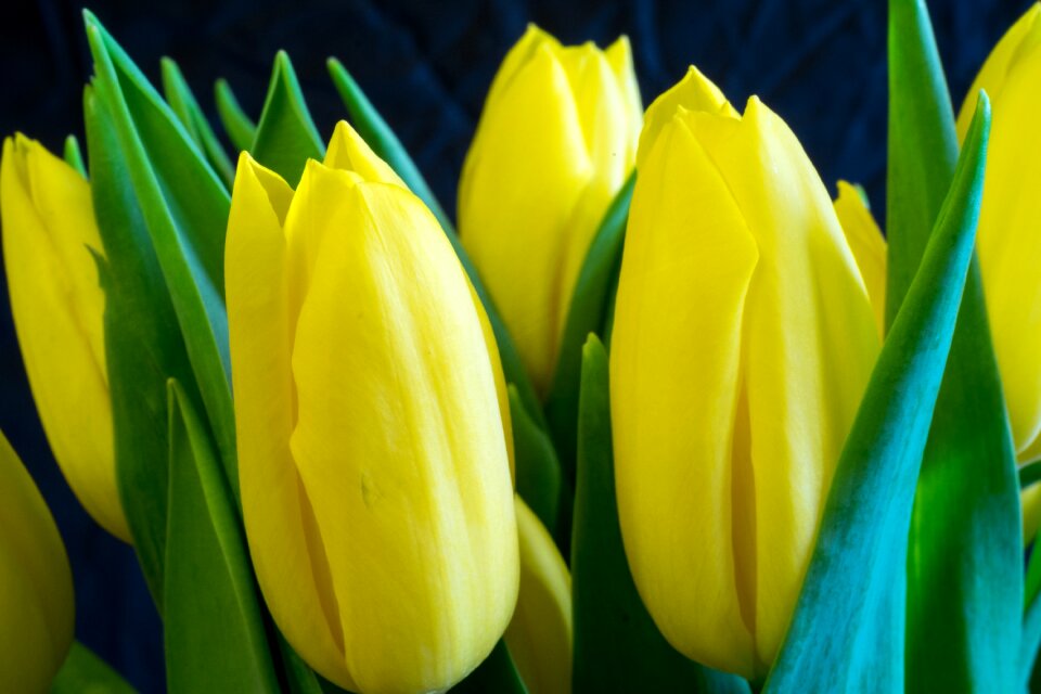 No one plant yellow
