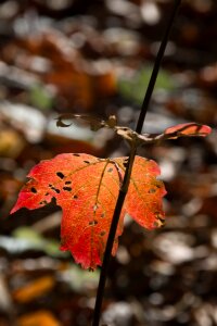 Dead leaf nature color