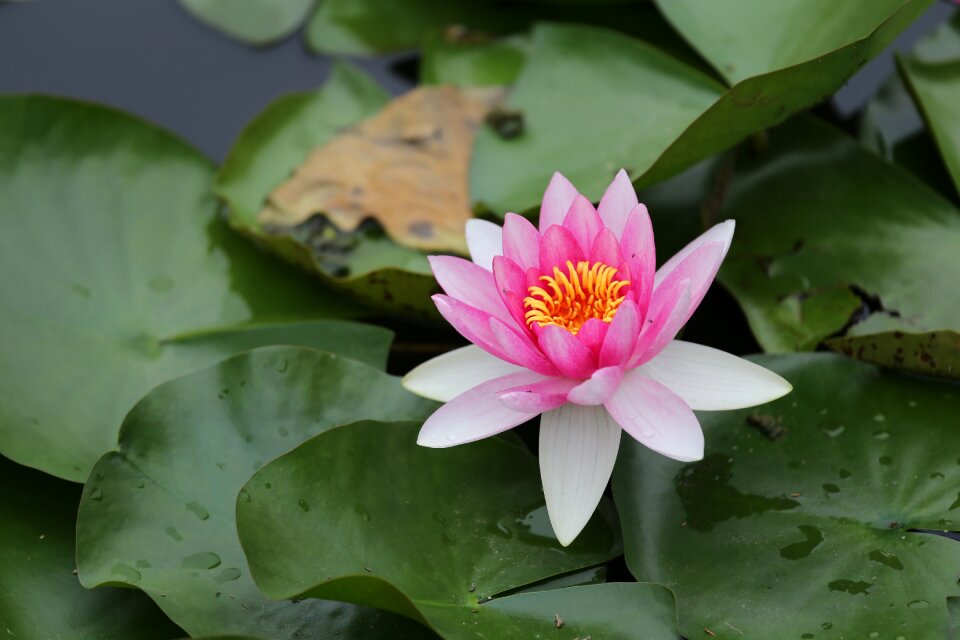 Water lilies flower fresh photo