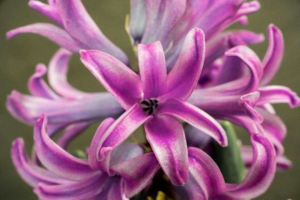 Color garden floral