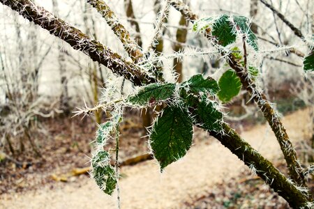 Winter lane park