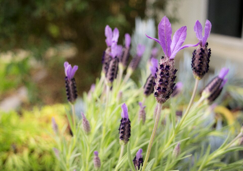 Plant color aromatherapy