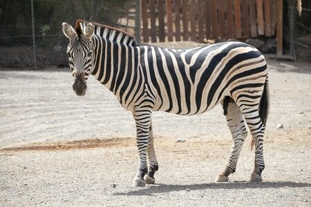Black and white crosswalk africa