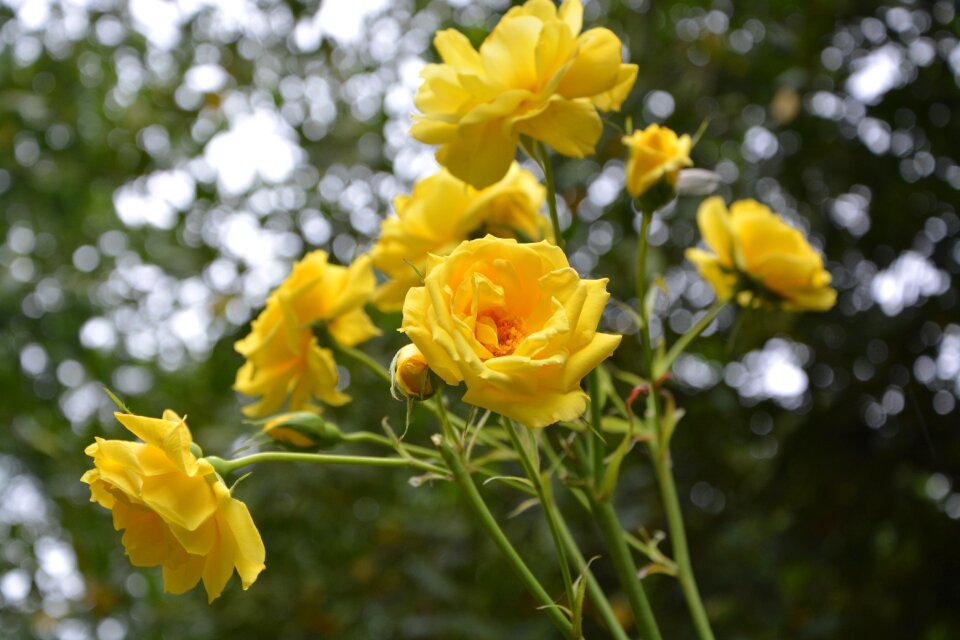 Petals flowering thorns