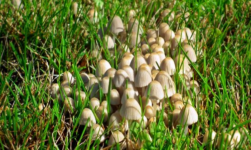 Mushrooms poisonous mushrooms wild photo