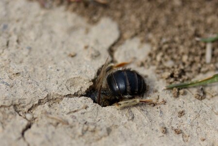 Den hole insecta