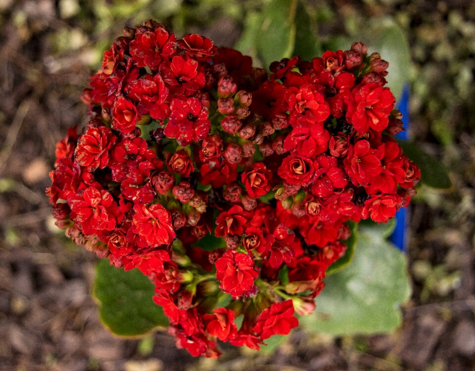 Plant romantic romance