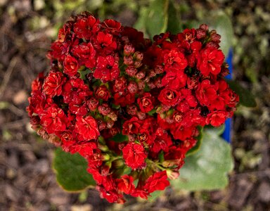Plant romantic romance