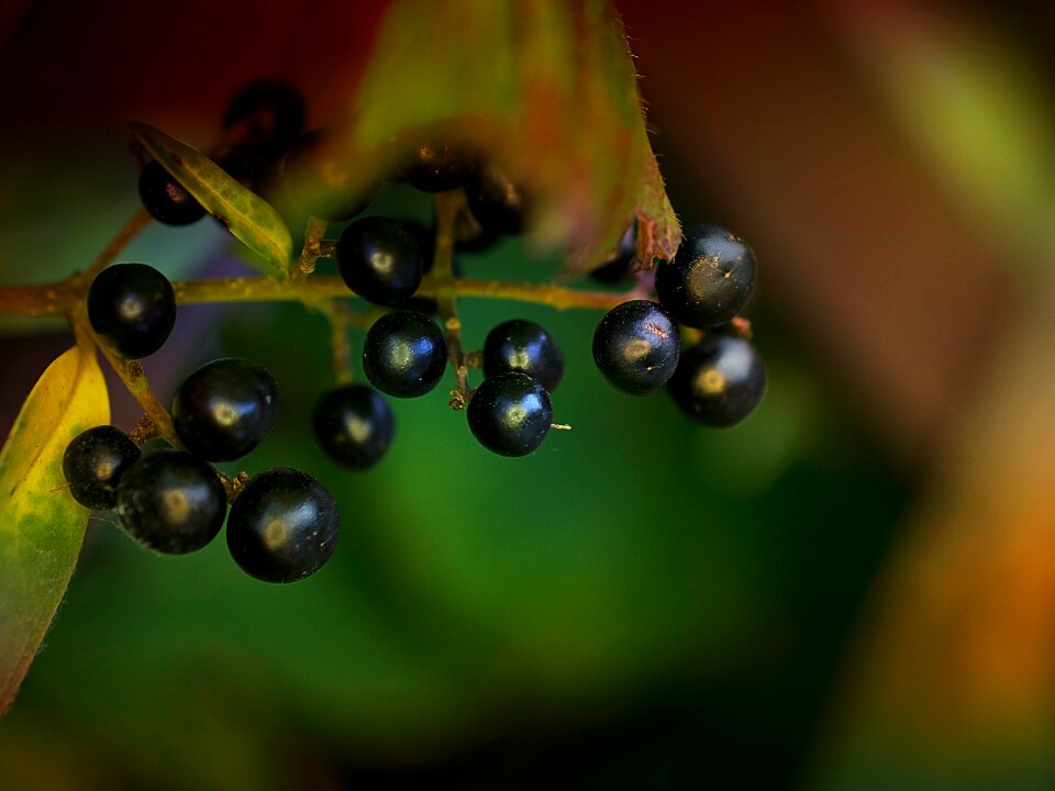 Leaf plant garden