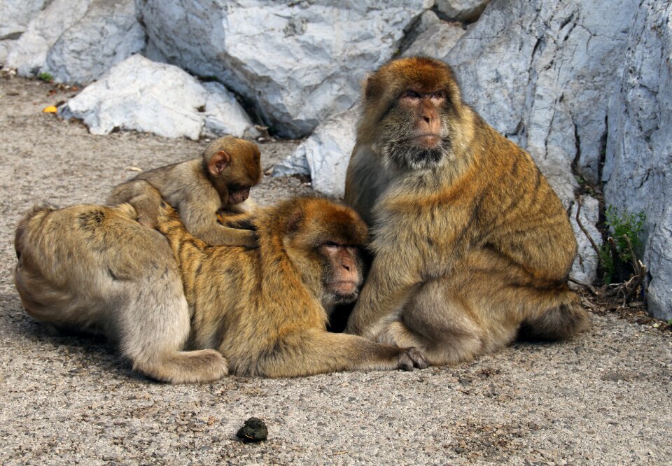 Wildlife nature ape