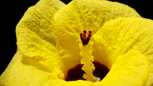 Bright macro nature