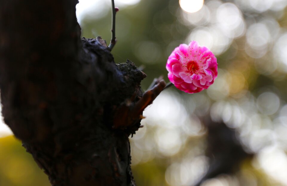 Plum blossom flower spring