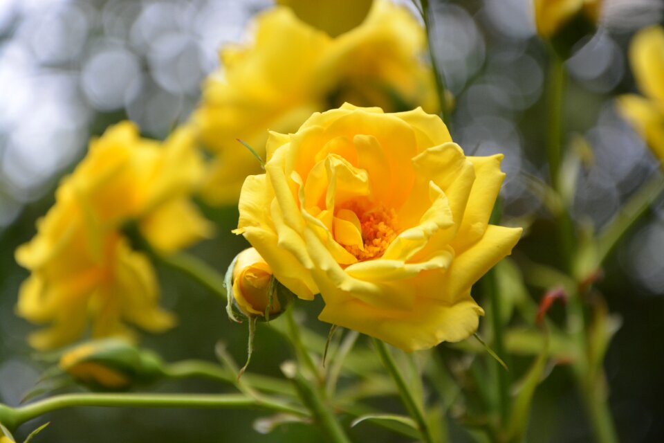 Plant flowering flower summer