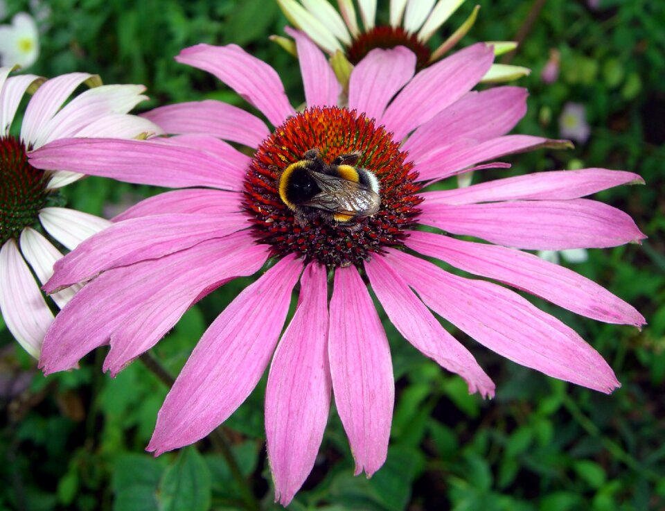 Plant animal nature