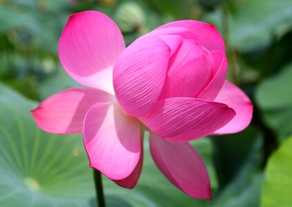 Summer lotus leaf semi circle photo