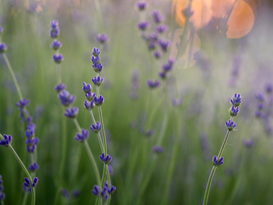 Plants grass field