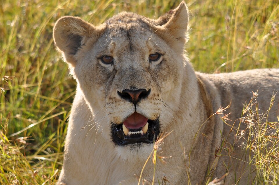 Nature carnivore cat photo