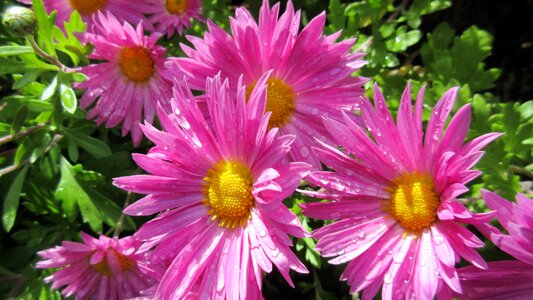 Nature blossom after rain pink rain