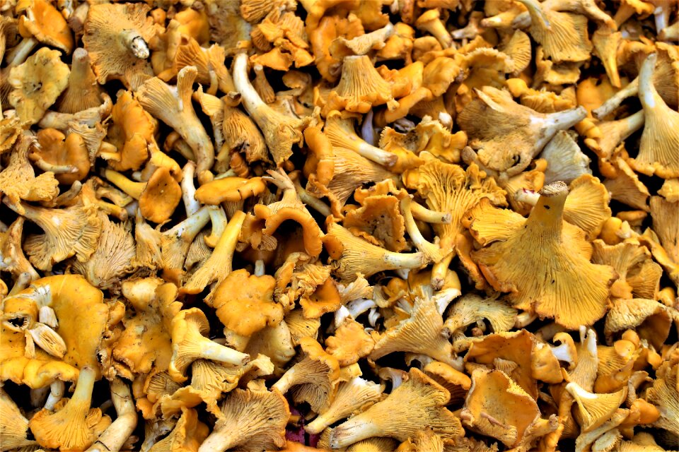 Nature autumn mushrooms autumn