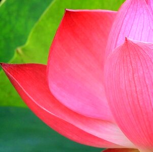 Summer lotus leaf semi circle photo