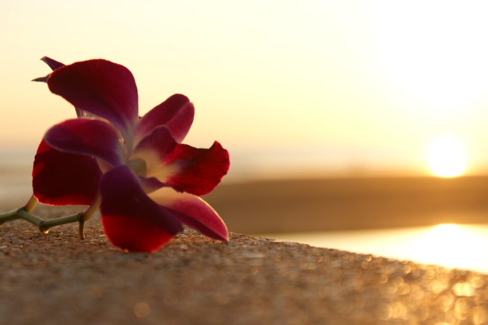 Beach sunset orchid