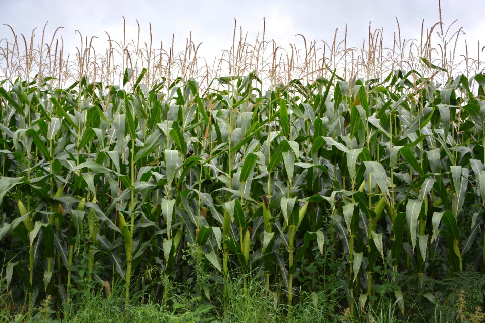 Agriculture field agricultural