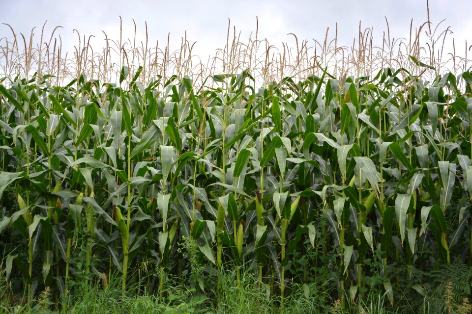 Agriculture field agricultural photo