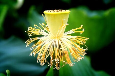 Summer lotus leaf abstract photo